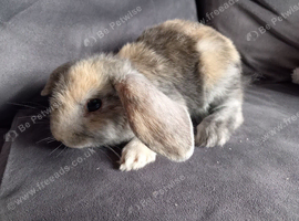 2 mini lop girls ready now