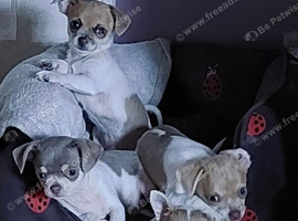 Pedigree Russian bloodline chihuahua