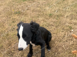 Pup for rehoming