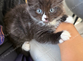 Kittens for sale