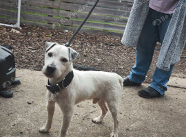 parson jack russell for stud