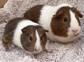 Guinea pigs - Pair of Sows ready to go