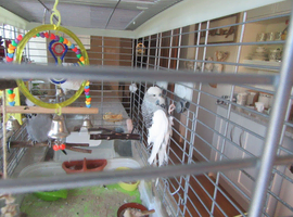 BEAUTIFUL EXHIBITION BUDGIES