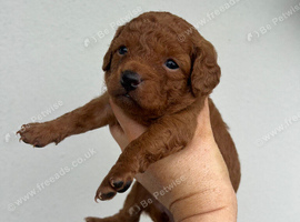 Fox Red Cavapoo Pups