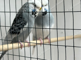 Breeding pair