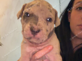 Cane corso crossed