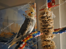 12 weeks old male cockatiel