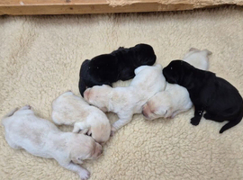 Beautiful Labrador Puppies &ndash; KC Registered