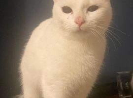 Cats rehoming