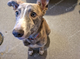 Lurcher x German Shepherd