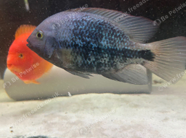 Veija fish