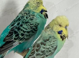 Exhibition budgies