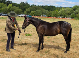 Part-bred colt