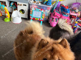 Chow chow