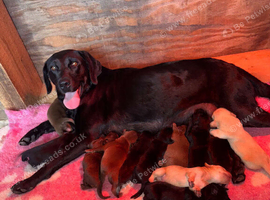 Chocolate/Yellow/Black KC Registered Labrador Retrievers