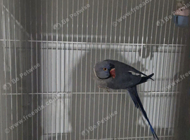 Beautiful pair of Indian Ring Neck Parrots