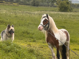 Stunning stallion for sale