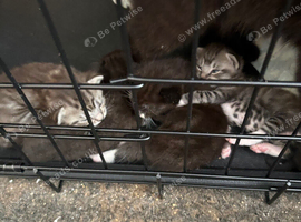 Beautiful kittens