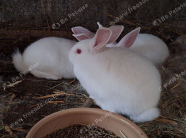 3 x pure new zealand white females