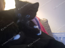 Kittens
