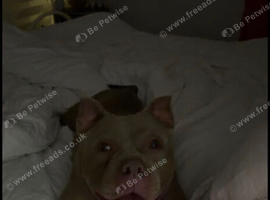 Lilac Tri pocket bully female