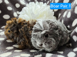 3 Boar pairs