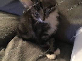 Beautiful male ragdoll cross lynx kitten