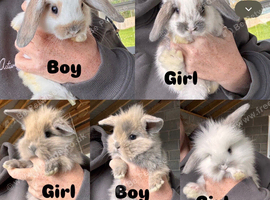 Mini lop/mini lion lop baby rabbits