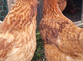 Laying Hens Chickens . Laying well. Wormed upto date