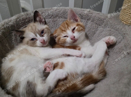 Two Adorable Kittens Looking for a Loving Forever Home