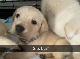Labrador litter
