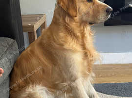 Golden retriever Stud