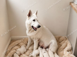 KC White Swiss Shepherd puppies Champion Bloodline