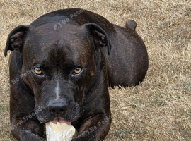 3yr old loving Staffy for Sale