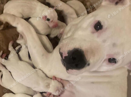 White Staffordshire bull terrier for sale &pound;700