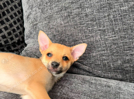 Miniature pincher x pomeranian puppy's