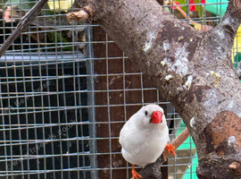 Zebra finches for sale