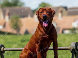 Mahogany fox red female Labrador
