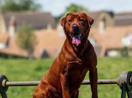 Mahogany red Labradors