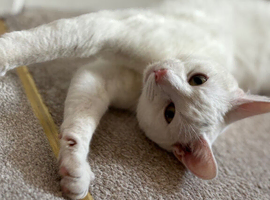Russian White x British Shorthair Male &ndash; 1 Year Old &ndash; Looking for a Loving Forever Home