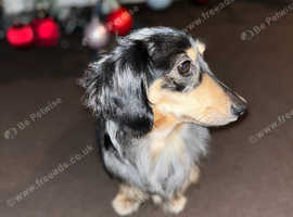 Miniature dapple dachshund for stud