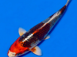 Young koi for sale