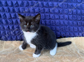 Tuxedo cross Khao Manee