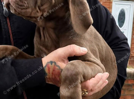 Beautiful pups ready for there new homes