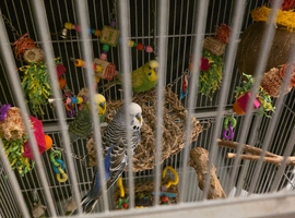 3 male adult budgies