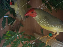 Pair of proven star finches
