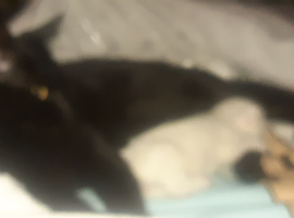 One white female kitten