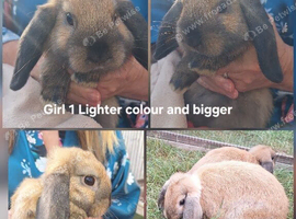 Mini Lop Girl (age 13 weeks) Sooty Fawn