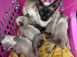 Two male Siamese kittens