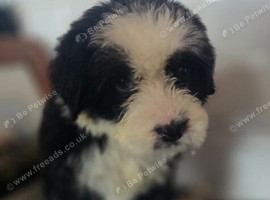 Old english sheepdog x bernese mountain dog puppies.